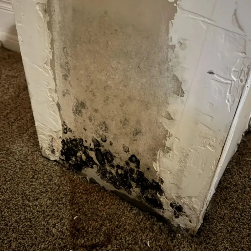 Professional Mold Removal in Patrick County, VA